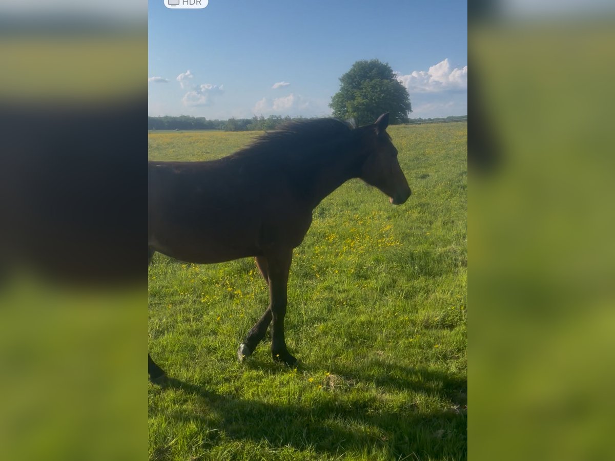 Selle Français Hengst 1 Jaar Bruin in Buire