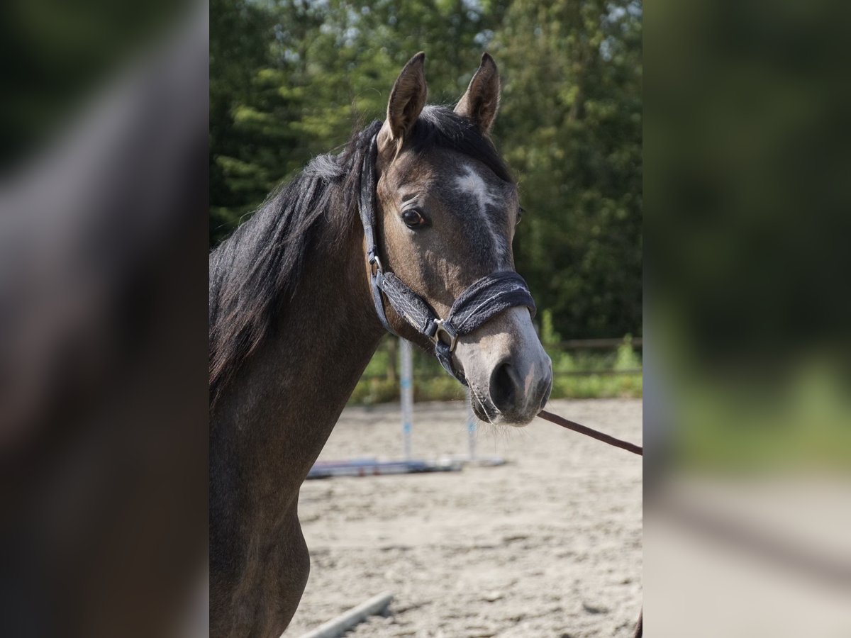 Selle Français Hengst 1 Jaar Schimmel in Tatinghem