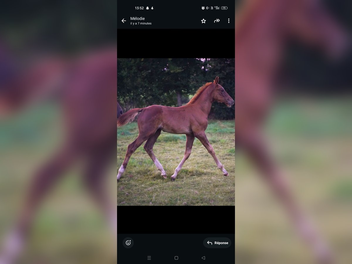 Selle Français Hengst 1 Jaar Vos in Caligny