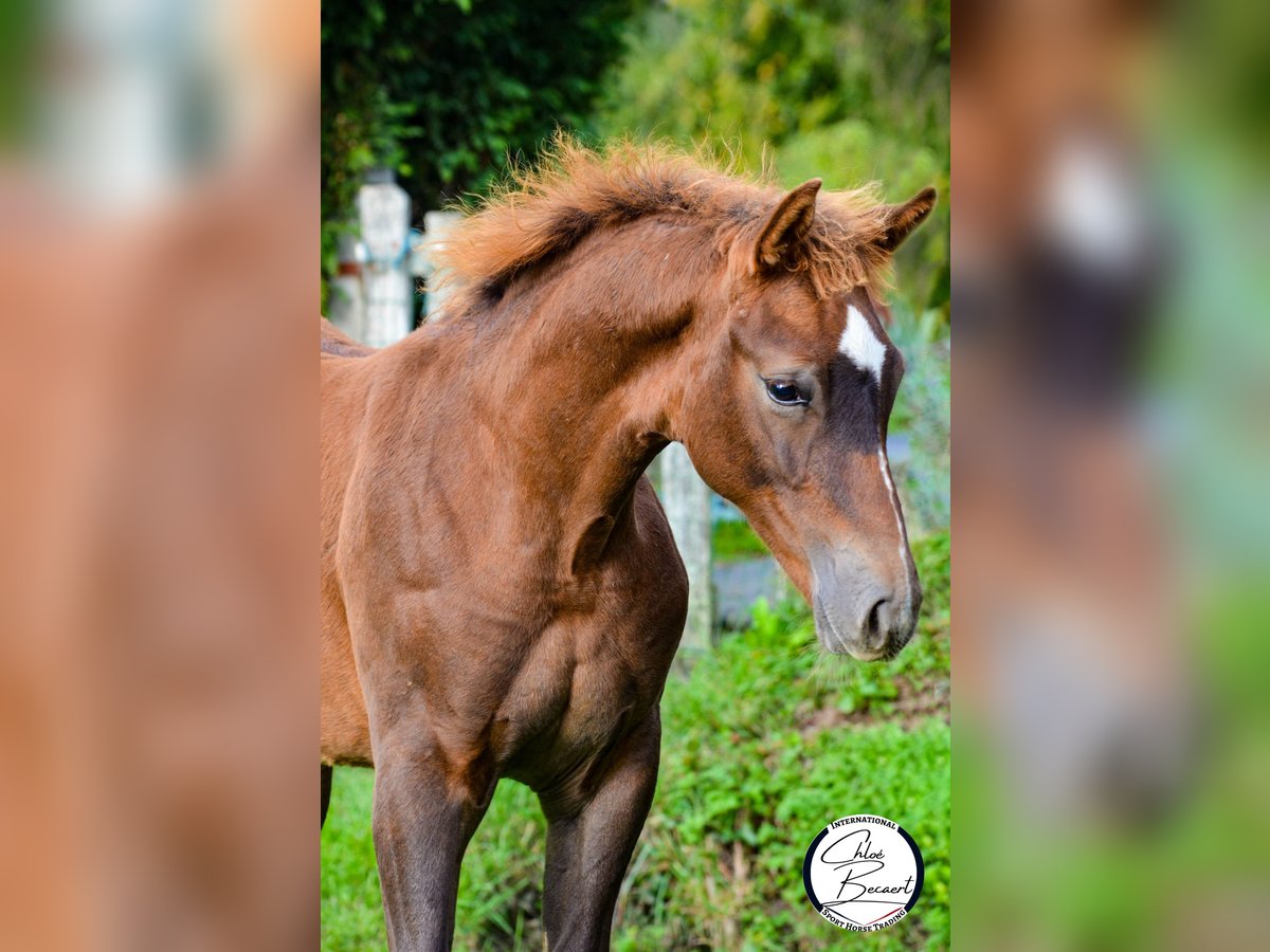 Selle Francais Hengst 1 Jahr 170 cm Dunkelfuchs in Saint-Lô