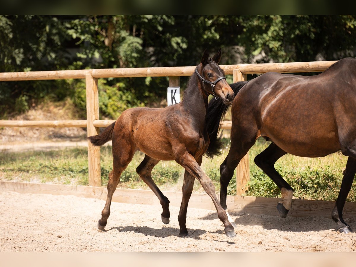 Selle Francais Hengst 1 Jahr Rappe in Steinbrunn Le Bas