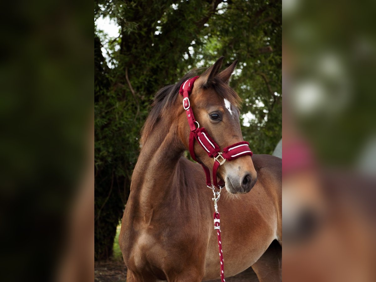 Selle Francais Hengst 1 Jahr Schwarzbrauner in Remicourt