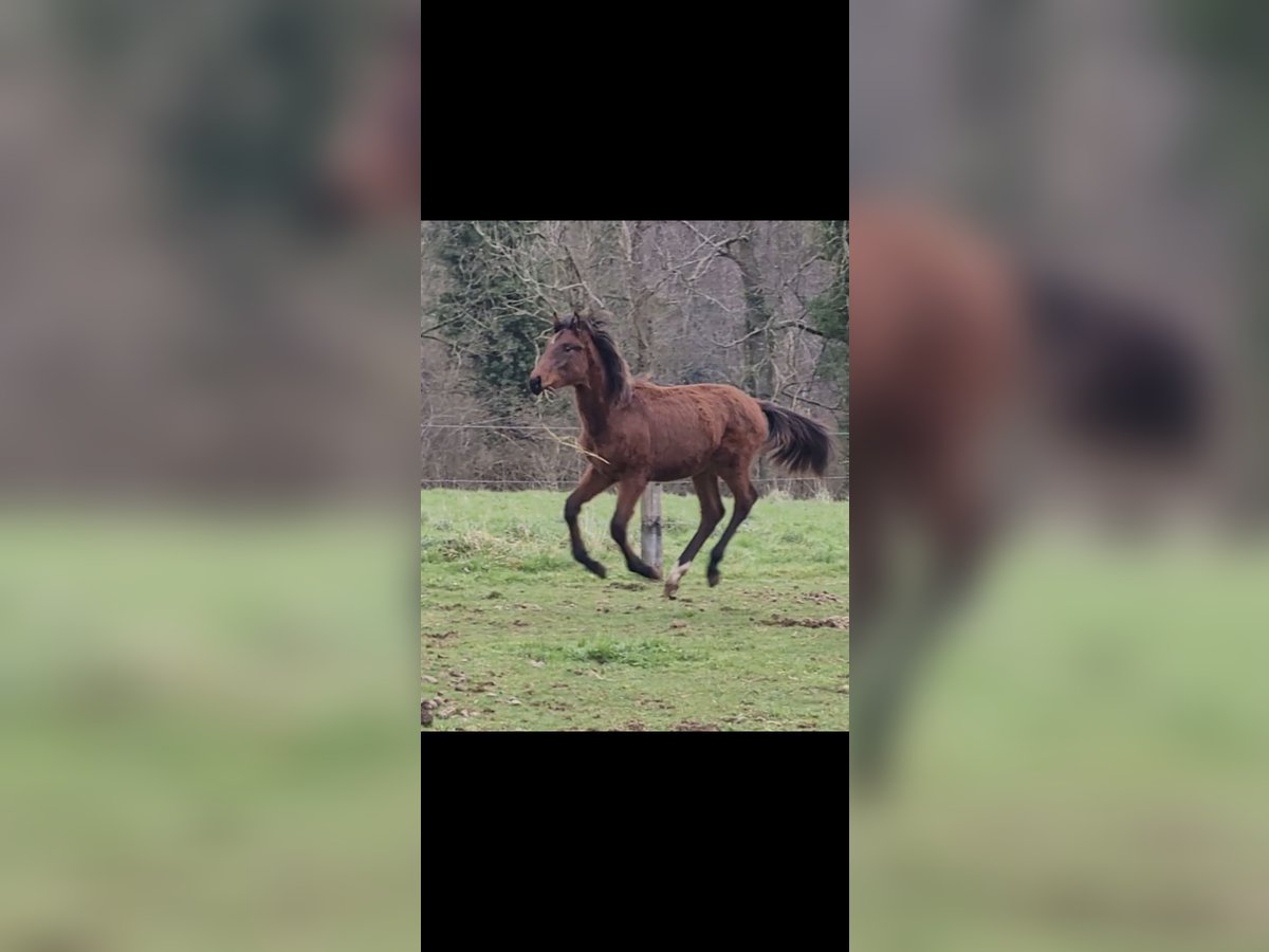 Selle Français Hengst 2 Jaar Bruin in Le Mesnil Aubert