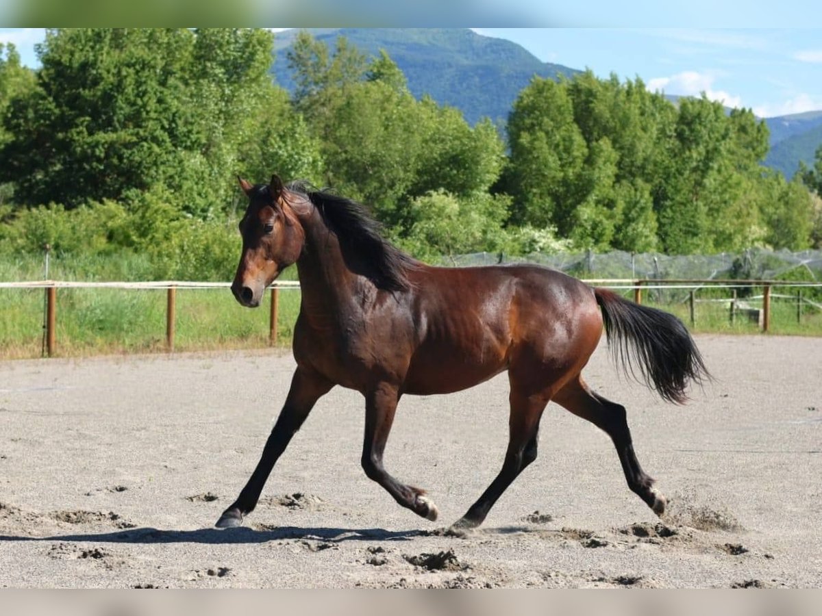 Selle Francais Hengst 2 Jahre 160 cm Brauner in Sisteron