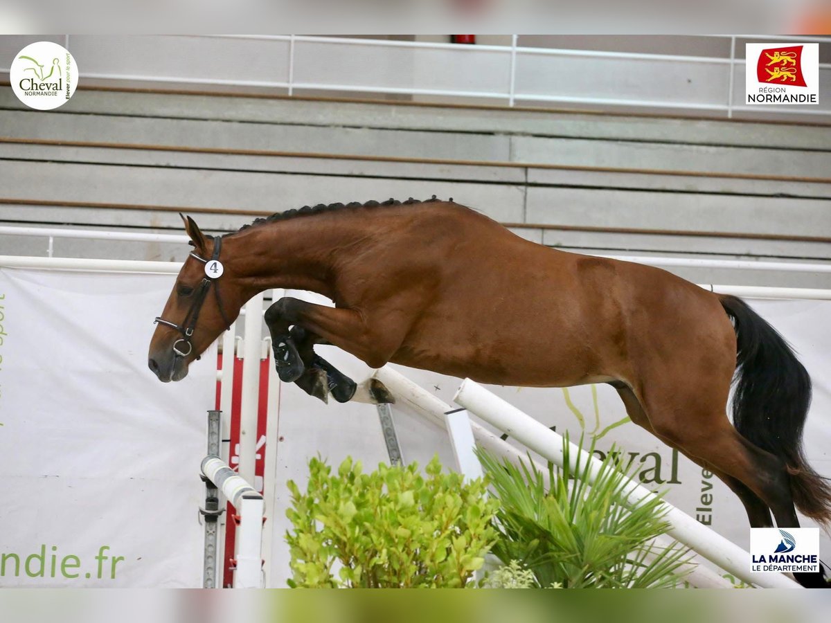 Selle Francais Hengst 2 Jahre 164 cm Brauner in Saint-Léger Selle Francais Hengst 2 Jahre 164 cm Brauner in Saint-Léger