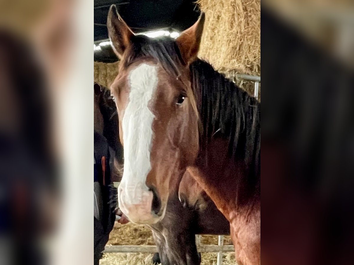 Selle Français Hengst 3 Jaar 165 cm Bruin in CLUNY