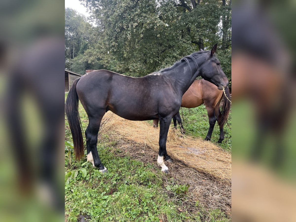 Selle Francais Hengst 3 Jahre 165 cm Rappe in Portet Selle Francais Hengst 3 Jahre 165 cm Rappe in Portet