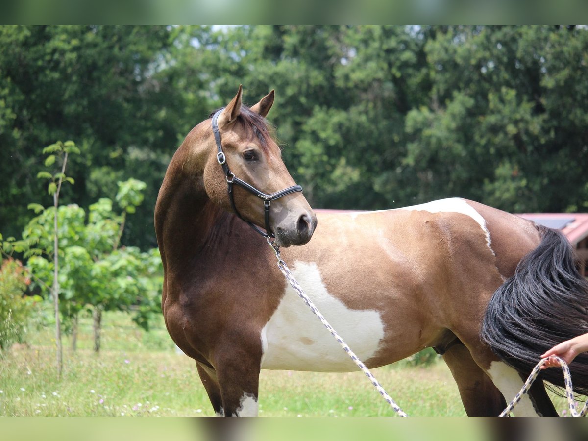 Selle Francais Hengst 3 Jahre 166 cm Tobiano-alle-Farben in Castres-Gironde