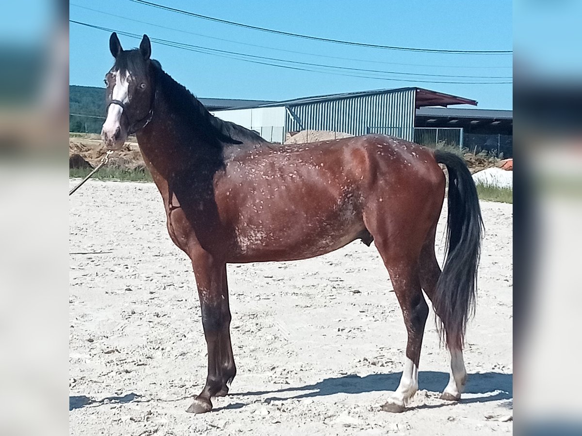 Selle Francais Hengst 3 Jahre 168 cm Brauner in Fleurey-sur-Ouche