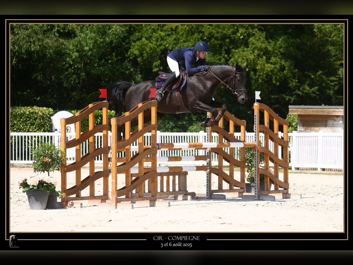 Selle Francais Hengst 4 Jahre 168 cm Rappe in Saint Martin de Nigelles