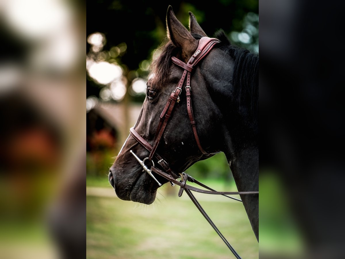 Selle Francais Hengst 5 Jahre 165 cm Rappe in Montoire-sur-le-Loir