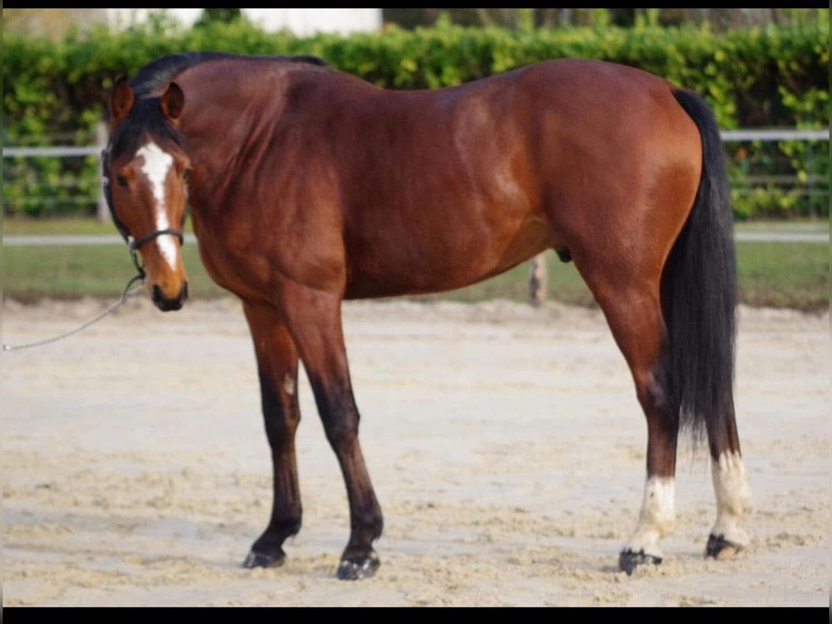 Selle Francais Hengst 6 Jahre 164 cm Brauner in Bessy
