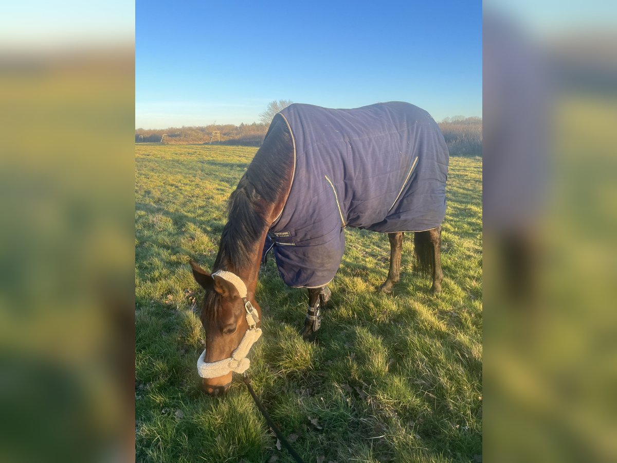 Selle Français Hengst 9 Jaar 168 cm Bruin in Souvigny-En-Sologne