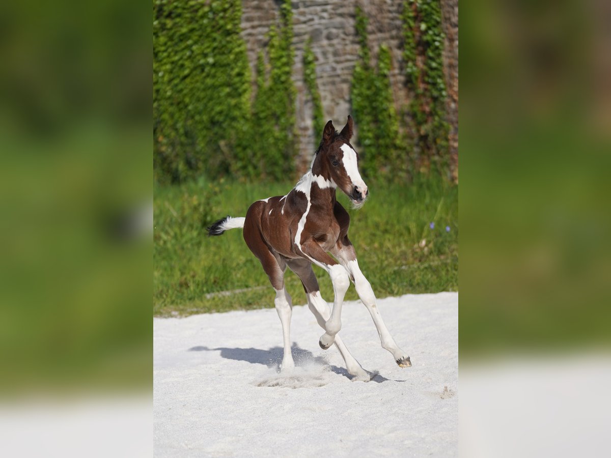 Selle Francais Hengst  Tobiano-alle-Farben in Morlaix