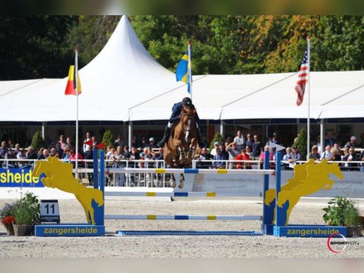 Selle Francais Hengst in Celle