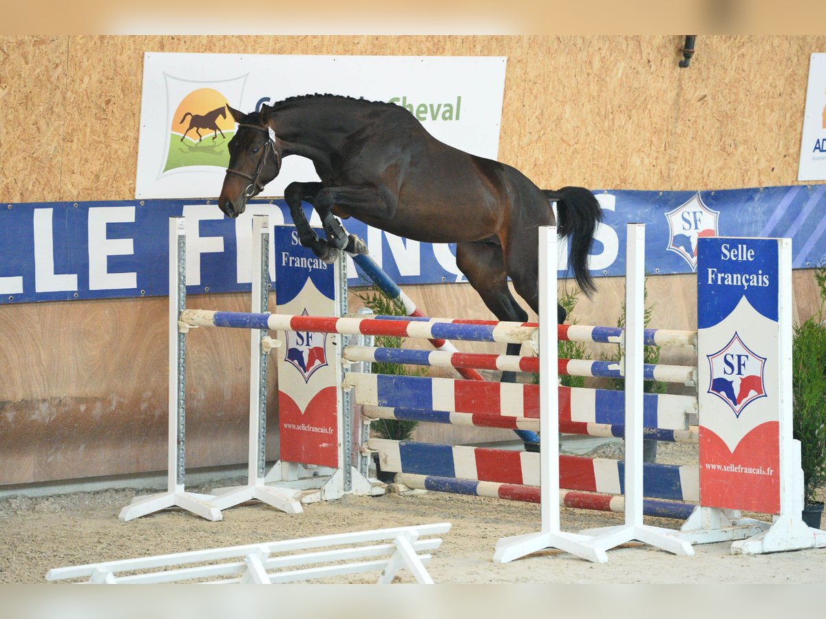 Selle Francais Hengst in Stuckange