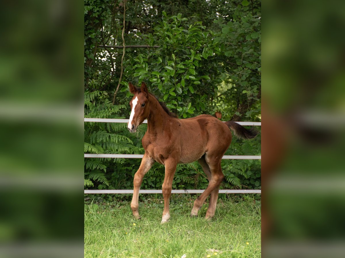 Selle Français Hengst Veulen (03/2025) Bruin in Baulon