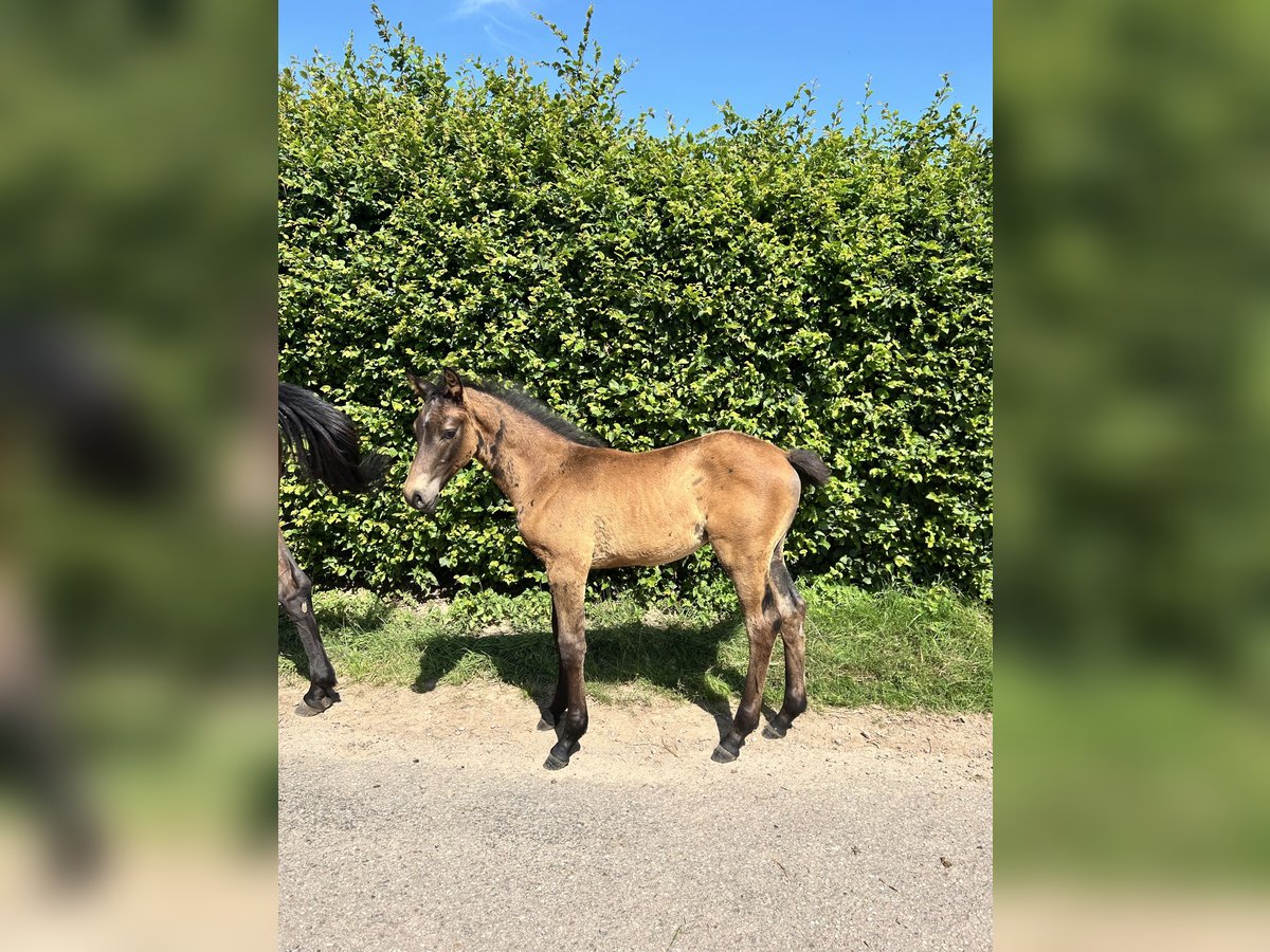 Selle Français Hengst  Donkerbruin in DOMMARTIN-AUX-BOIS