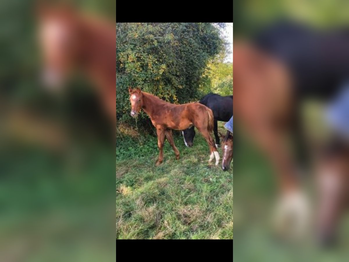 Selle Français Hengst veulen (06/2024) Donkere-vos in DURCET