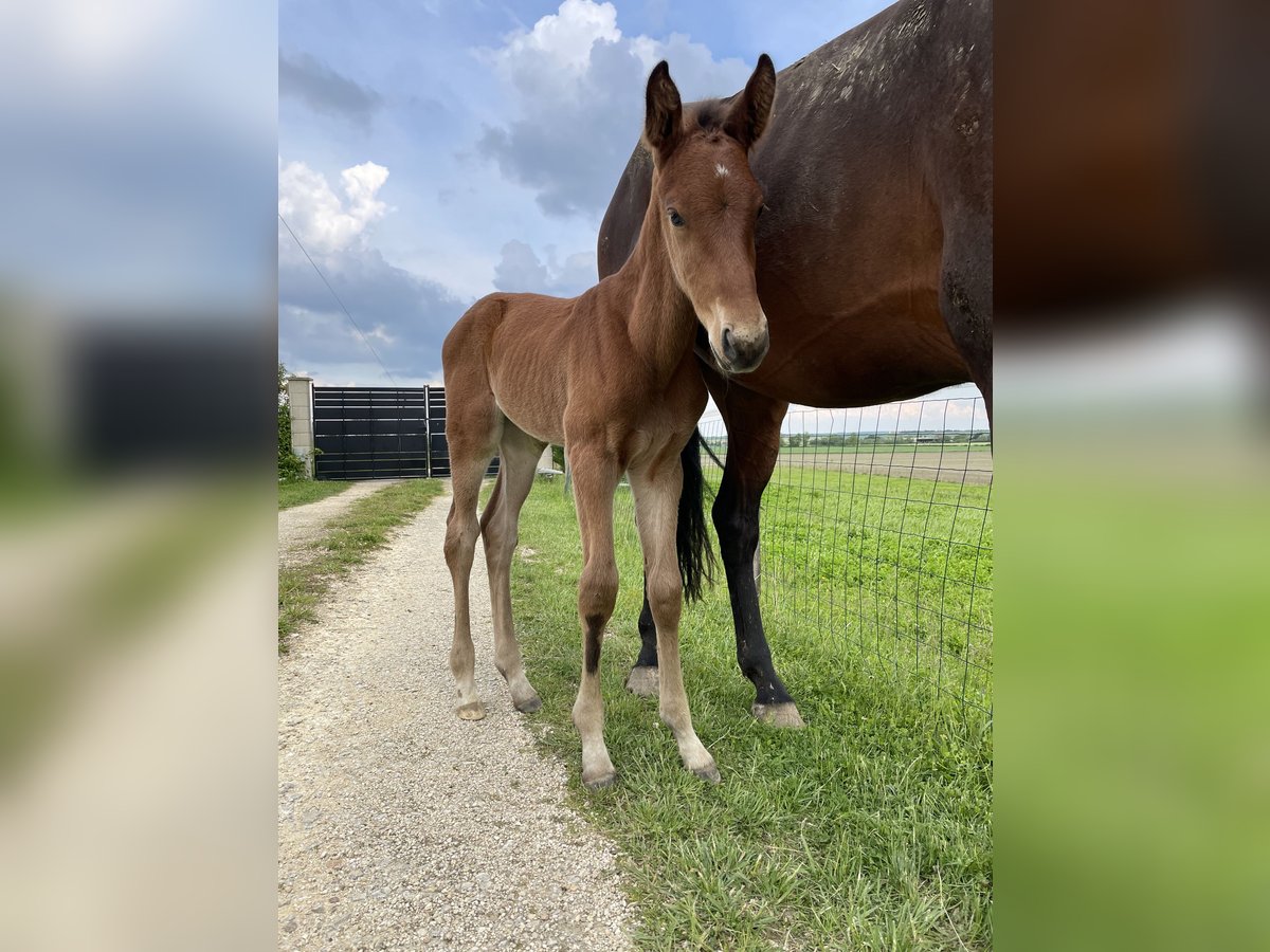 Selle Français Hingst 1 år 165 cm Brun in Montlouis