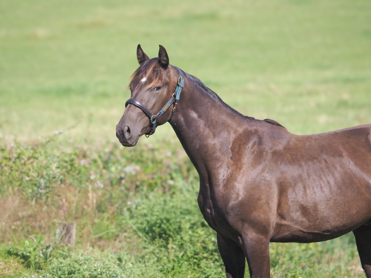 Selle Français Hingst 2 år 164 cm Black in Chateau Garnier