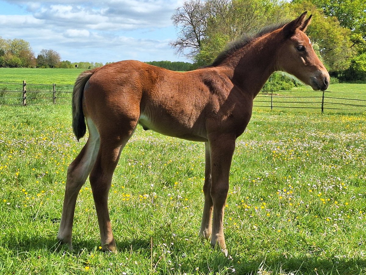 Selle Français Hingst Föl (03/2024) 168 cm Brun in Vendome