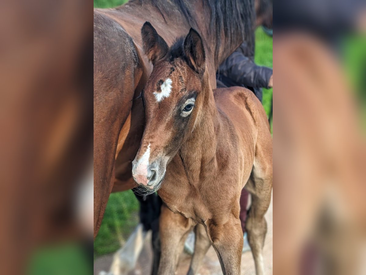 Selle Français Hingst Föl (04/2024) Grå in D&#39;un sur auron