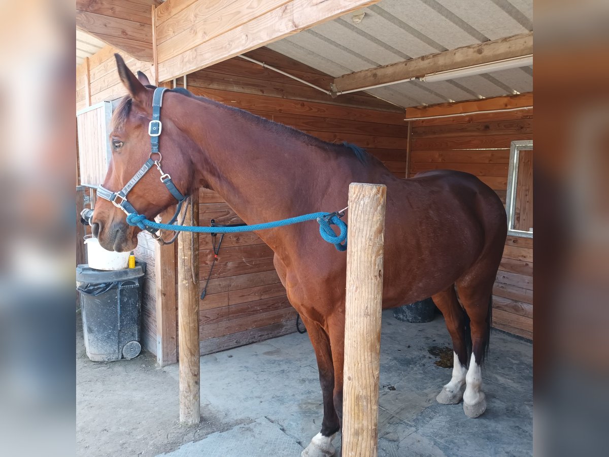 Selle Français Hongre 11 Ans 65 cm Bai in Villeneuve-Loubet