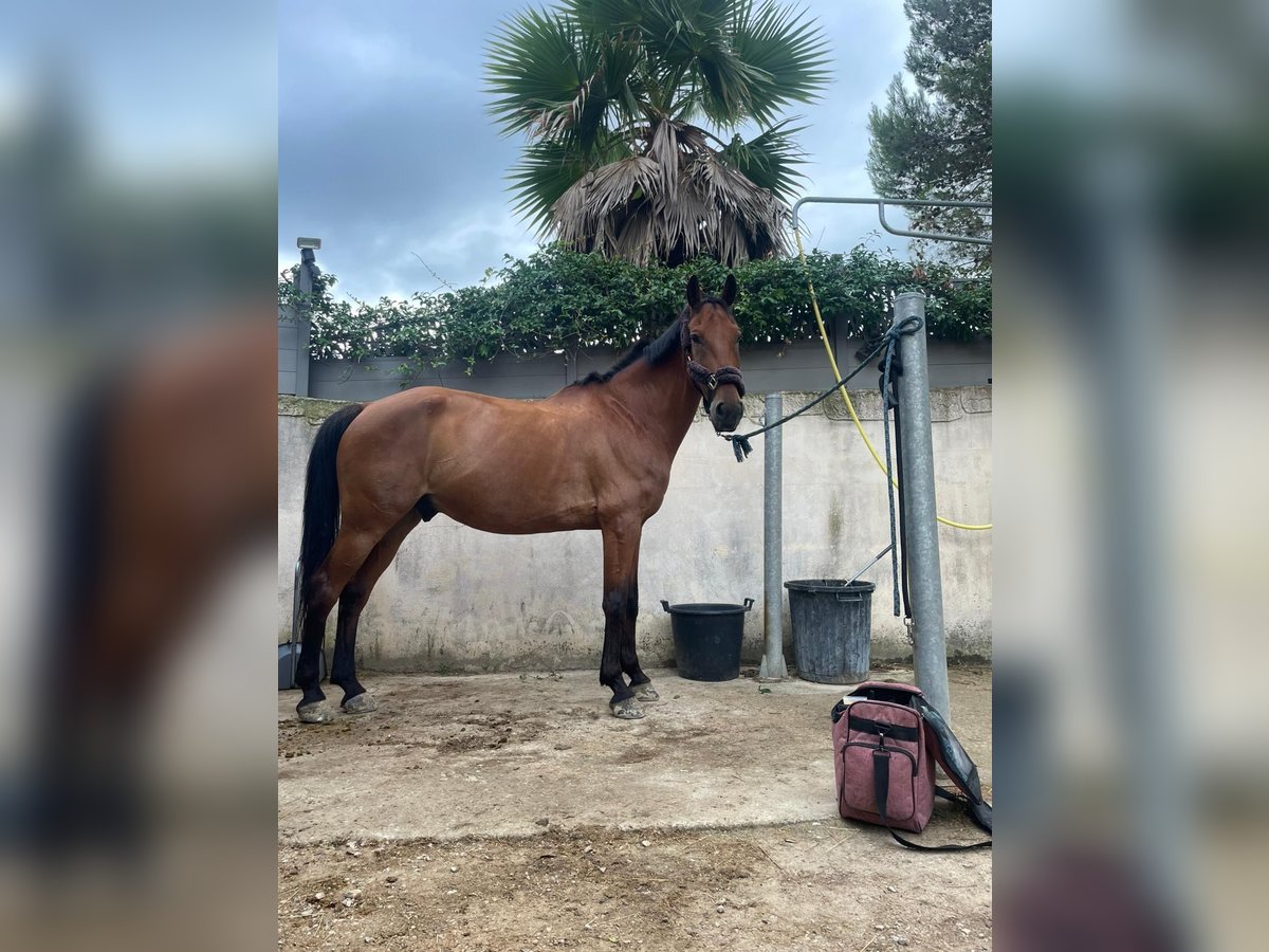 Selle Français Hongre 12 Ans 165 cm Bai in Grabels