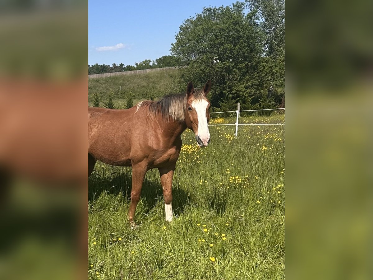 Selle Français Hongre 16 Ans 175 cm in Haguenau