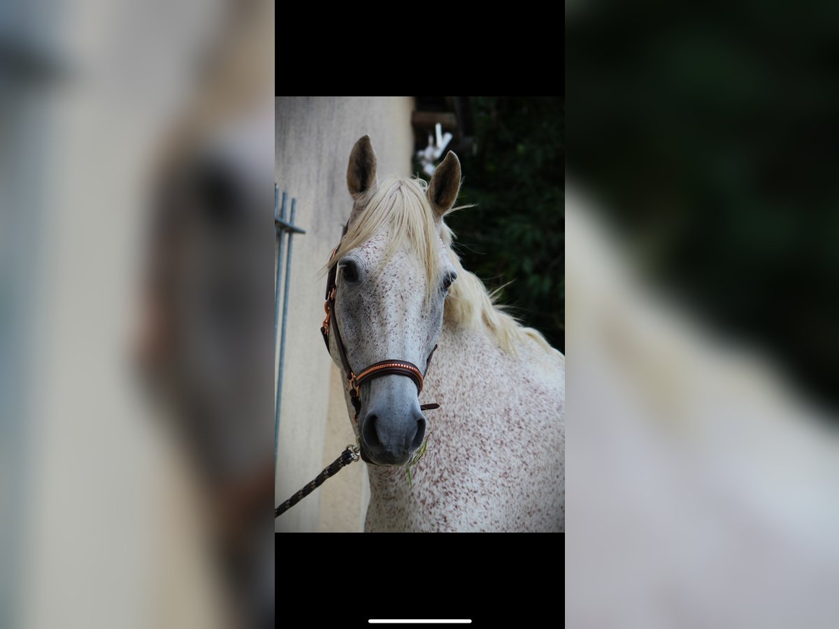 Selle Français Croisé Hongre 18 Ans 167 cm Gris moucheté in Rennes