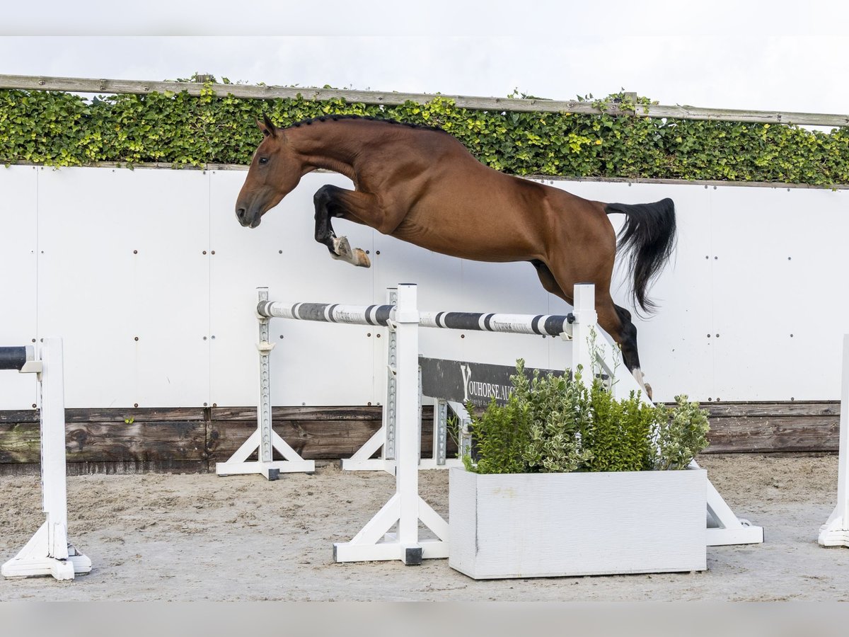 Selle Français Hongre 3 Ans 158 cm Bai in Waddinxveen