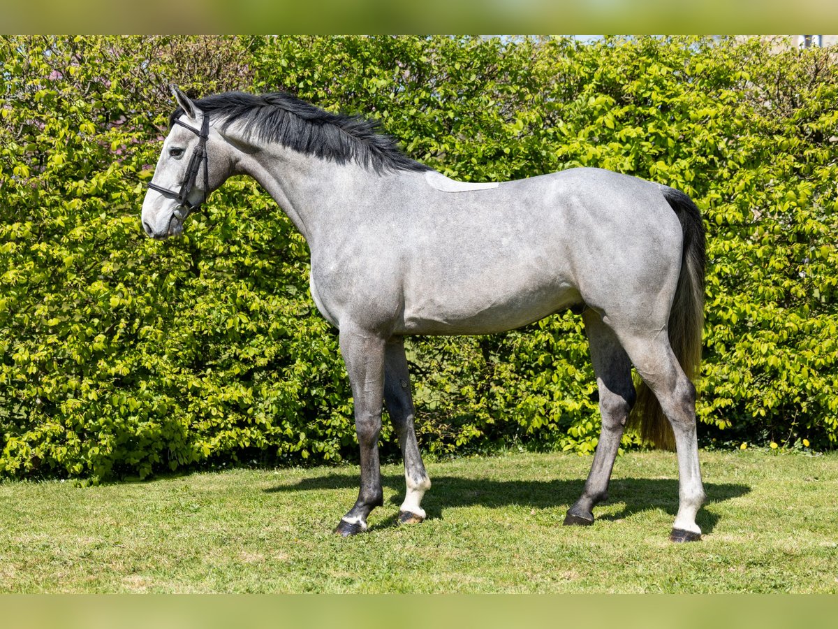 Selle Français Hongre 4 Ans 165 cm Gris in Saint-Pierre-de-Coutances