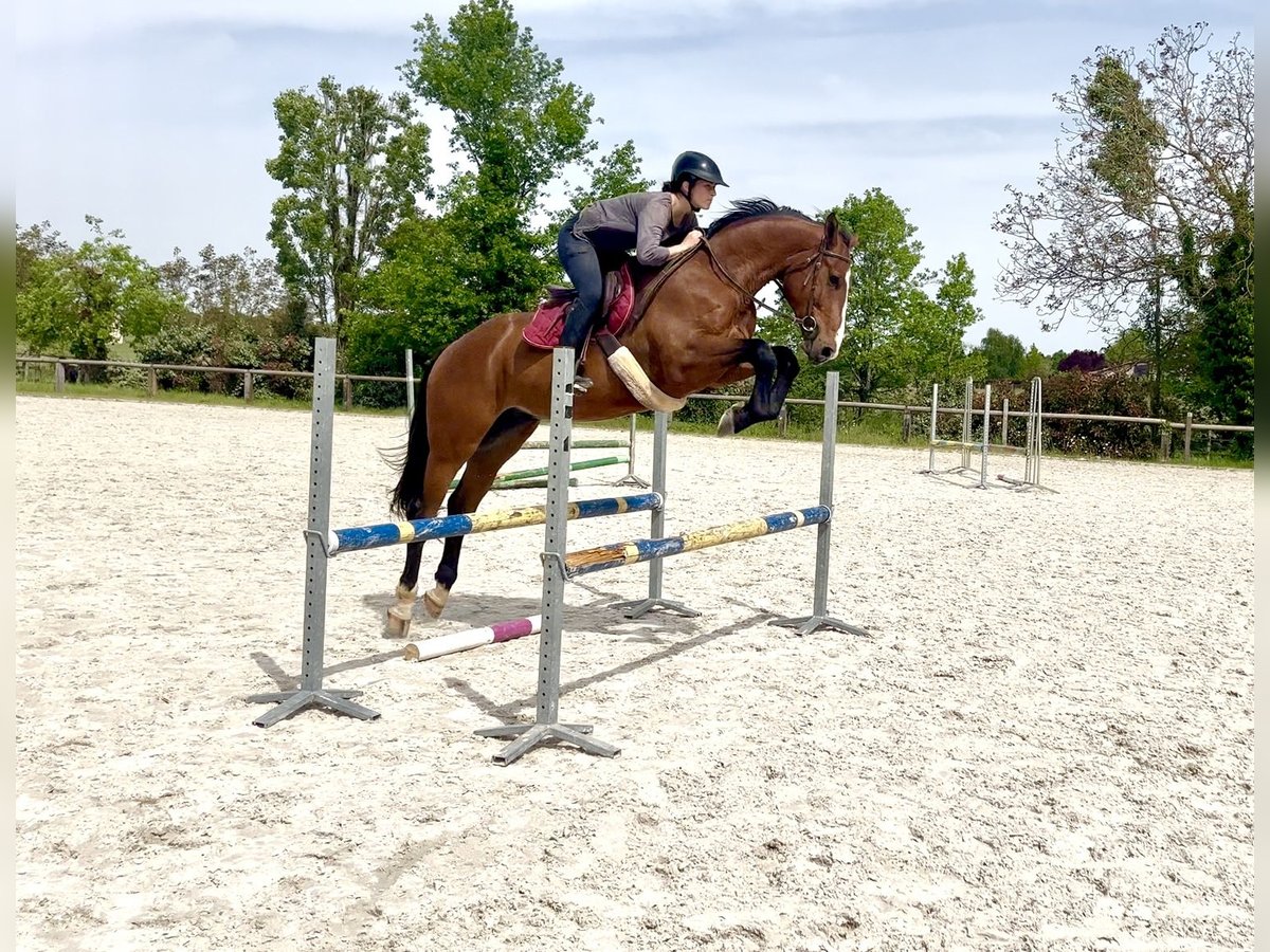Selle Français Hongre 5 Ans 161 cm Bai in HIESSE