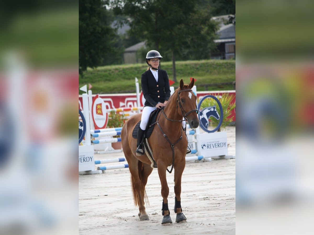 Selle Français Hongre 5 Ans 175 cm Alezan cuivré in ROYVILLE