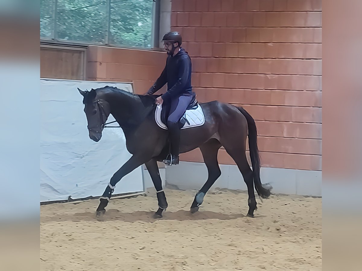 Selle Français Hongre 5 Ans 177 cm Bai in Lage