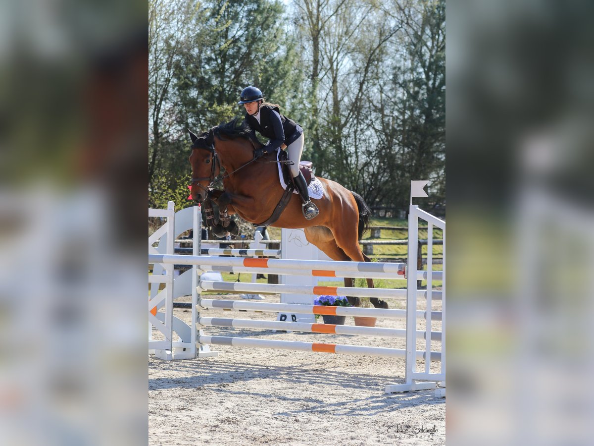 Selle Français Hongre 6 Ans 166 cm Bai in Prémesques