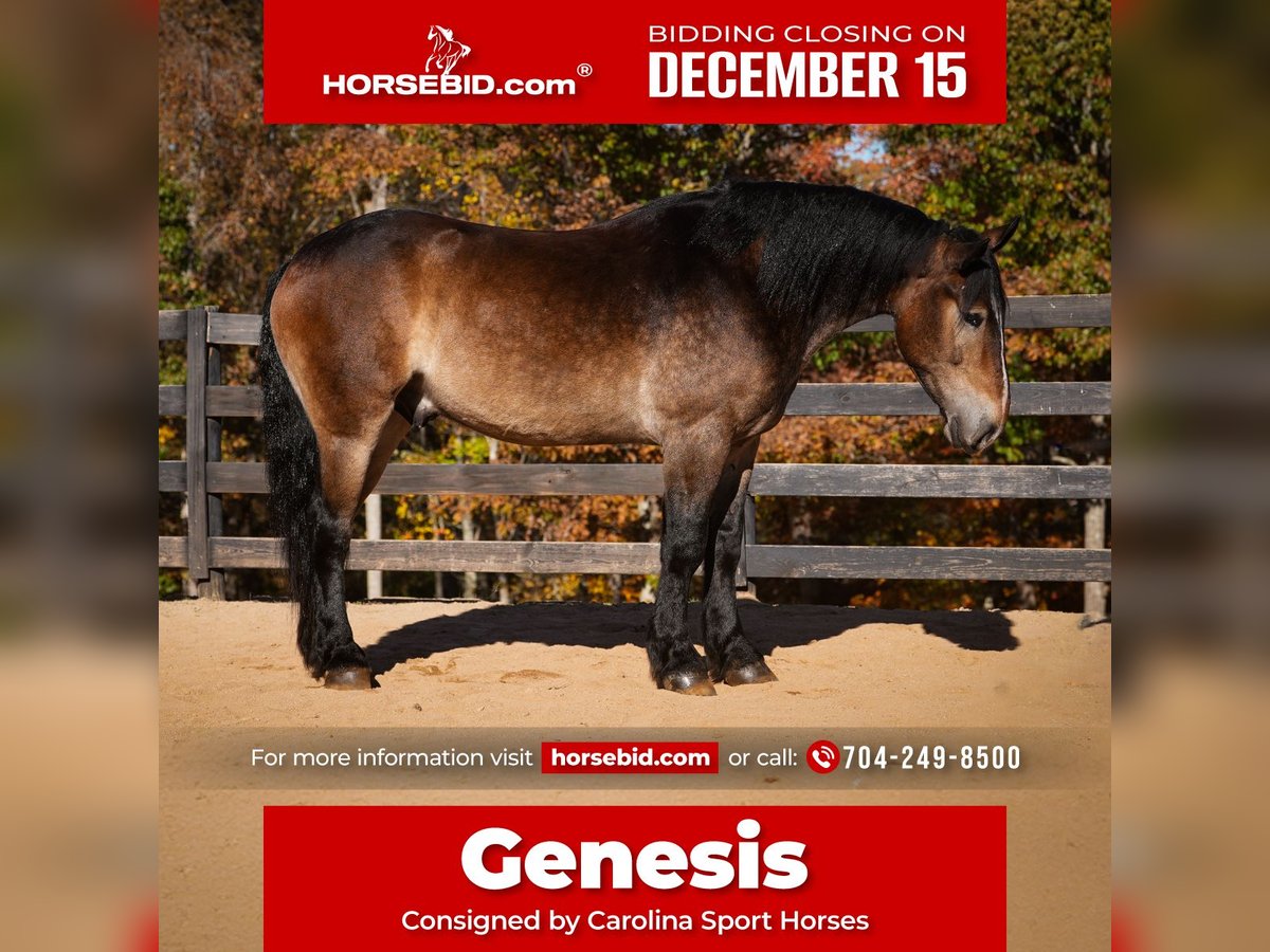 Selle Français Croisé Hongre 6 Ans 168 cm Buckskin in Clover