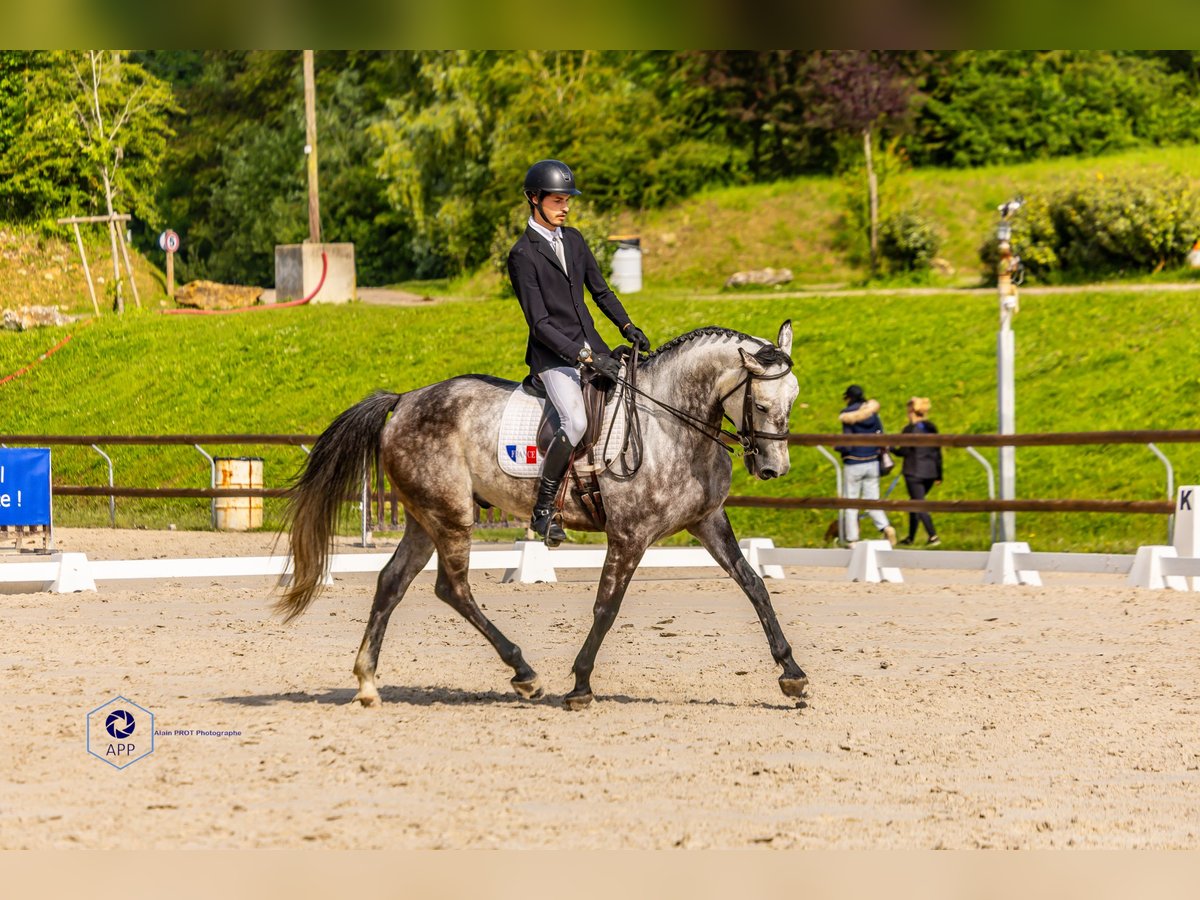 Selle Français Hongre 6 Ans 172 cm Gris in Paris