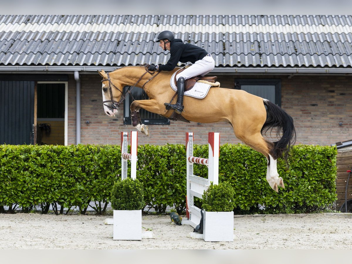 Selle Français Hongre 6 Ans 172 cm Isabelle in Waddinxveen