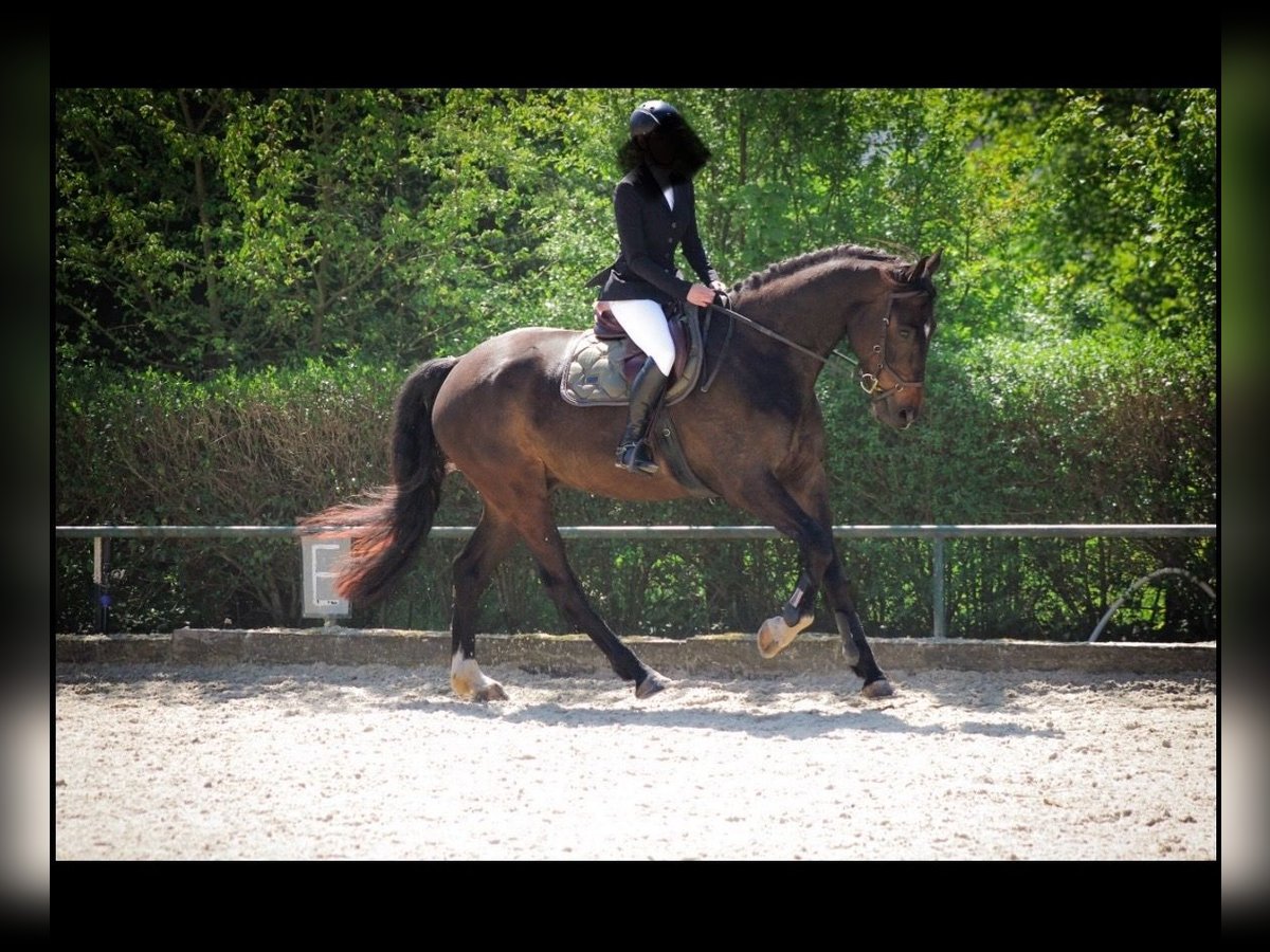 Selle Français Hongre 6 Ans 175 cm Bai brun in Zülpich