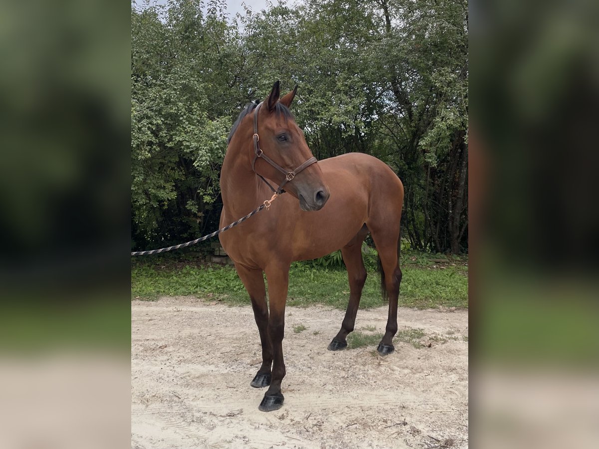 Selle Français Hongre 8 Ans 178 cm Bai in Gaillac Selle Français Hongre 8 Ans 178 cm Bai in Gaillac