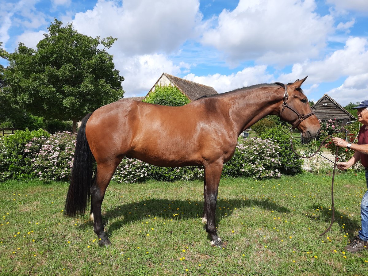 Selle Français Croisé Hongre 8 Ans 182 cm Bai brun in beaufay