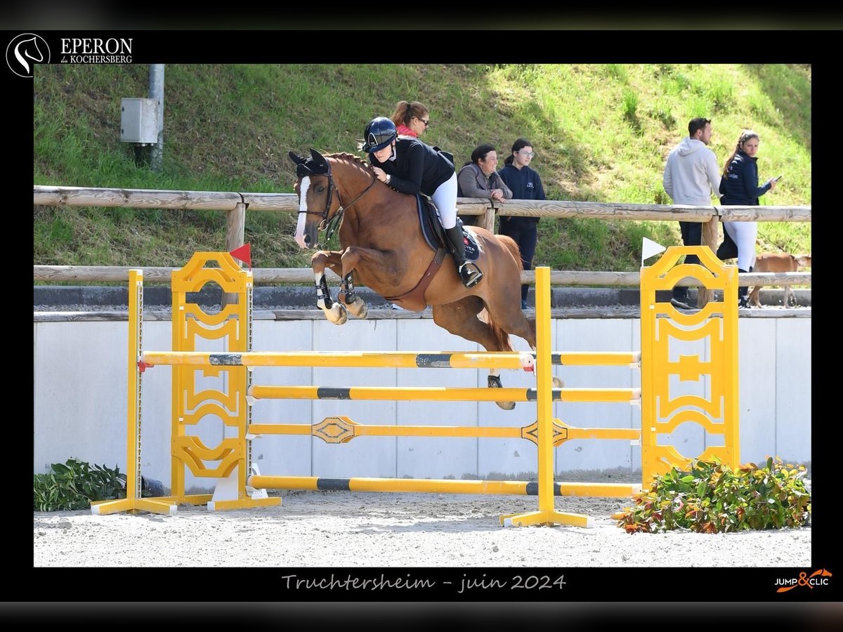 Selle Français Hongre 9 Ans 165 cm Alezan in Blodelsheim
