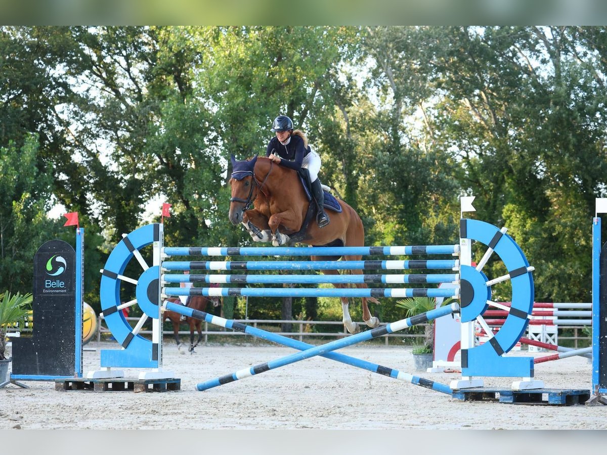 Selle Français Hongre 9 Ans 175 cm Bai in aubenas