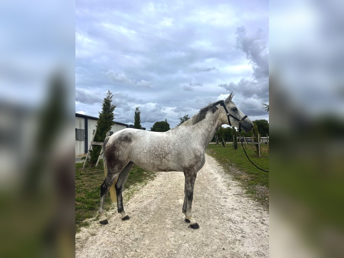 Selle Français Jument 10 Ans 165 cm Gris in St Sauveur d&#x27;Aunis