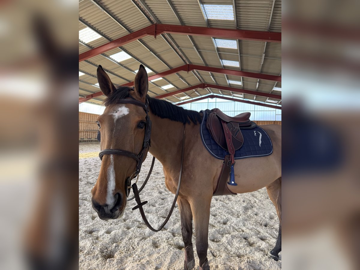Selle Français Jument 10 Ans 168 cm Bai in Sablonni&#xE8;res
