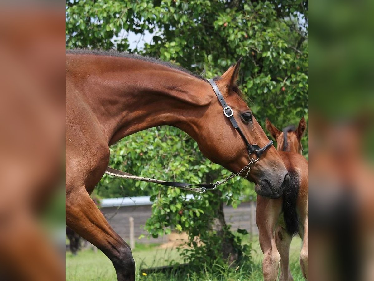 Selle Français Jument 10 Ans 170 cm Bai in Castres-Gironde