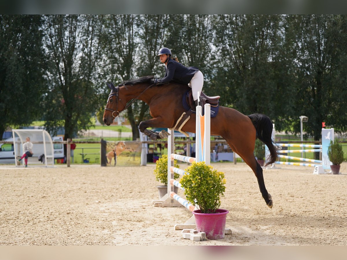 Selle Français Jument 12 Ans 180 cm Bai in Saint-Bonnet-de-Mure