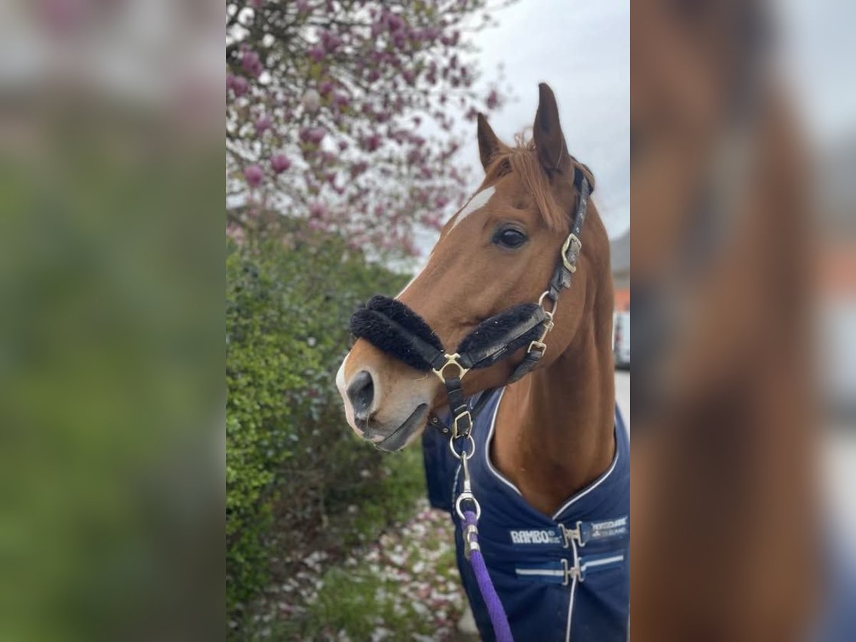 Selle Français Jument 13 Ans 163 cm Alezan in Saint-Maur